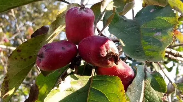 درخت دل زنده 2 بار در سال میوه می دهد!