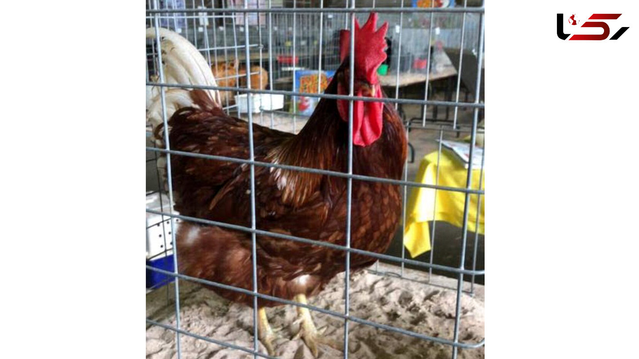این مرغ 5 ساله تغییر جنسیت داد و تبدیل به خروس شد!+عکس