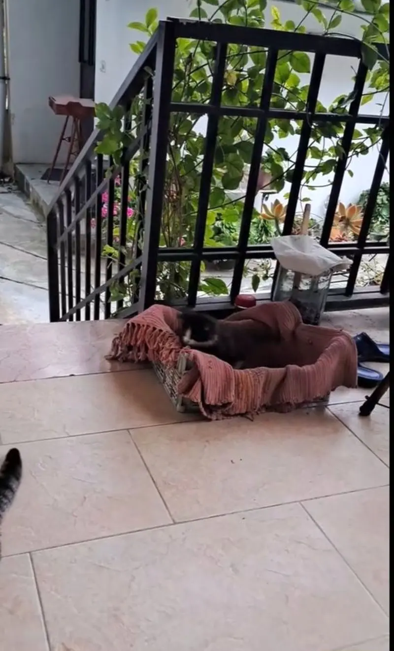 چیدمان منزل سیاوش خیرابی