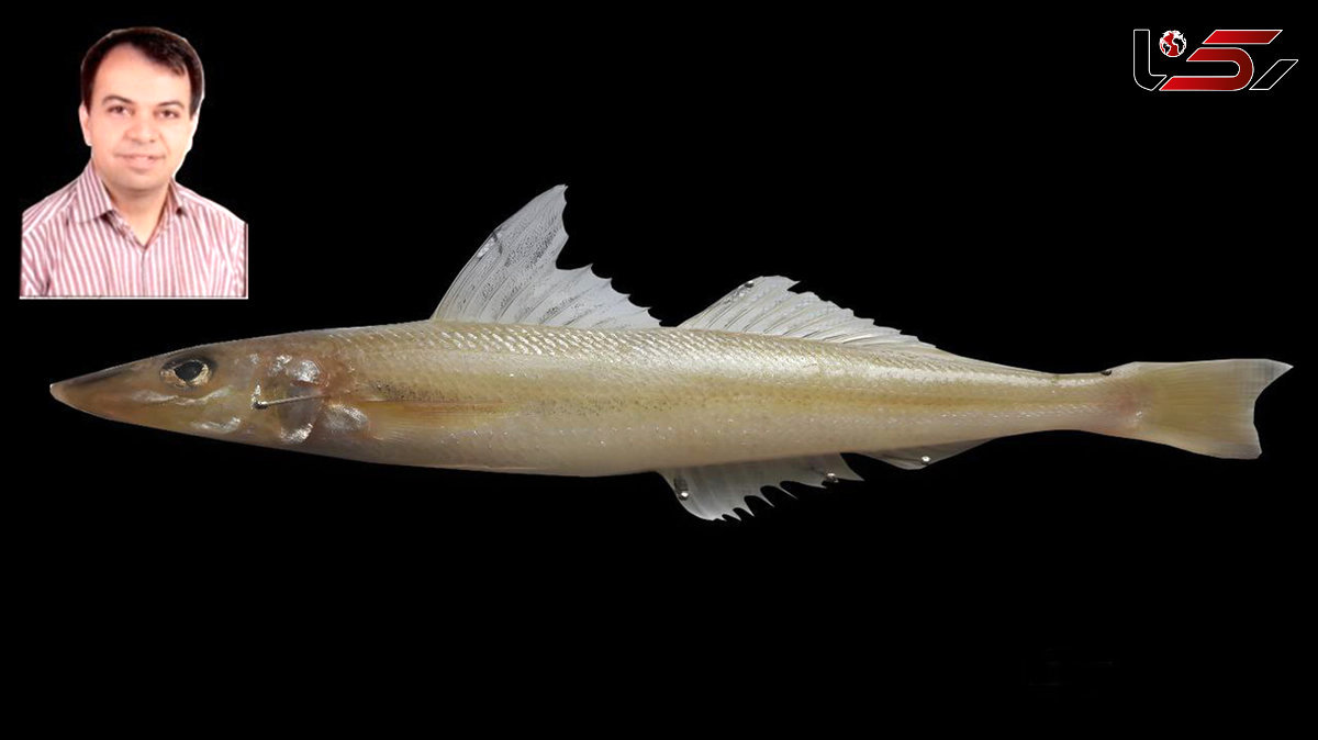 New species of fish discovered in Iran, named "Persian Gulf" + video