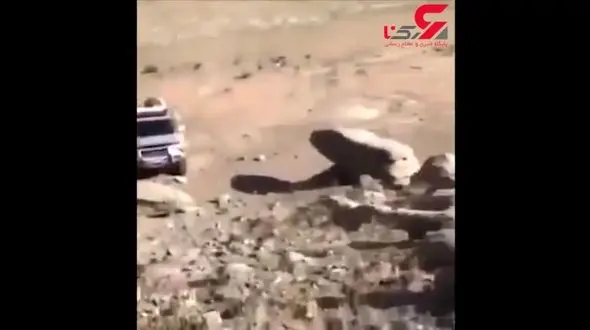 نجات یک اسب در کوه+فیلم