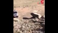 نجات یک اسب در کوه+فیلم