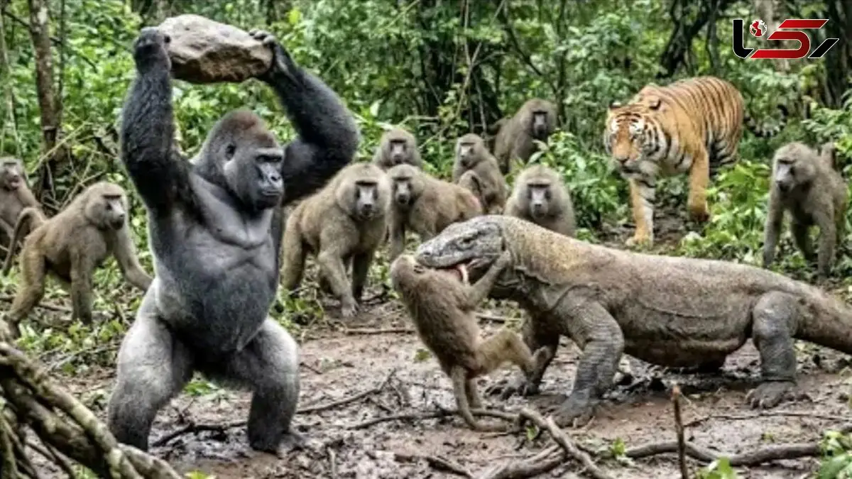 فیلم مستند حیات وحش / نبرد خلاقانه گوریل  با کومودویی که به برادرانش حمله برد 