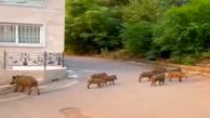 فیلم عجیب از گشت‌ و گذار گروهی گرازها در لاهیجان! 