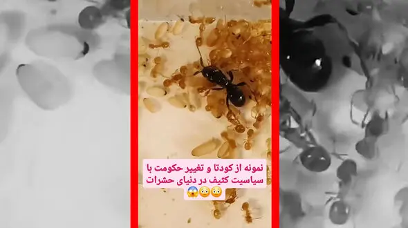 فیلم کودتای مخملی در دنیای مورچه ها