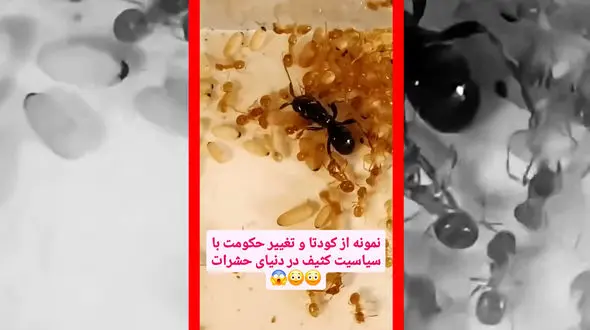 فیلم کودتای مخملی در دنیای مورچه ها