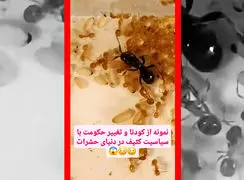 فیلم کودتای مخملی در دنیای مورچه ها