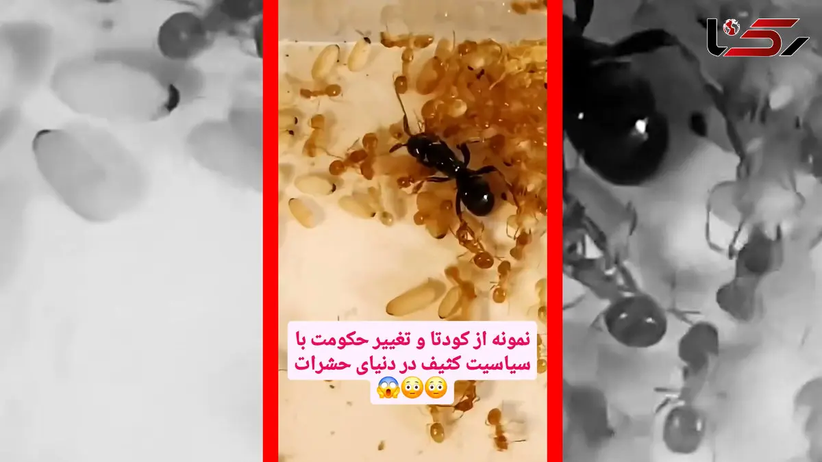 فیلم کودتای مخملی در دنیای مورچه ها