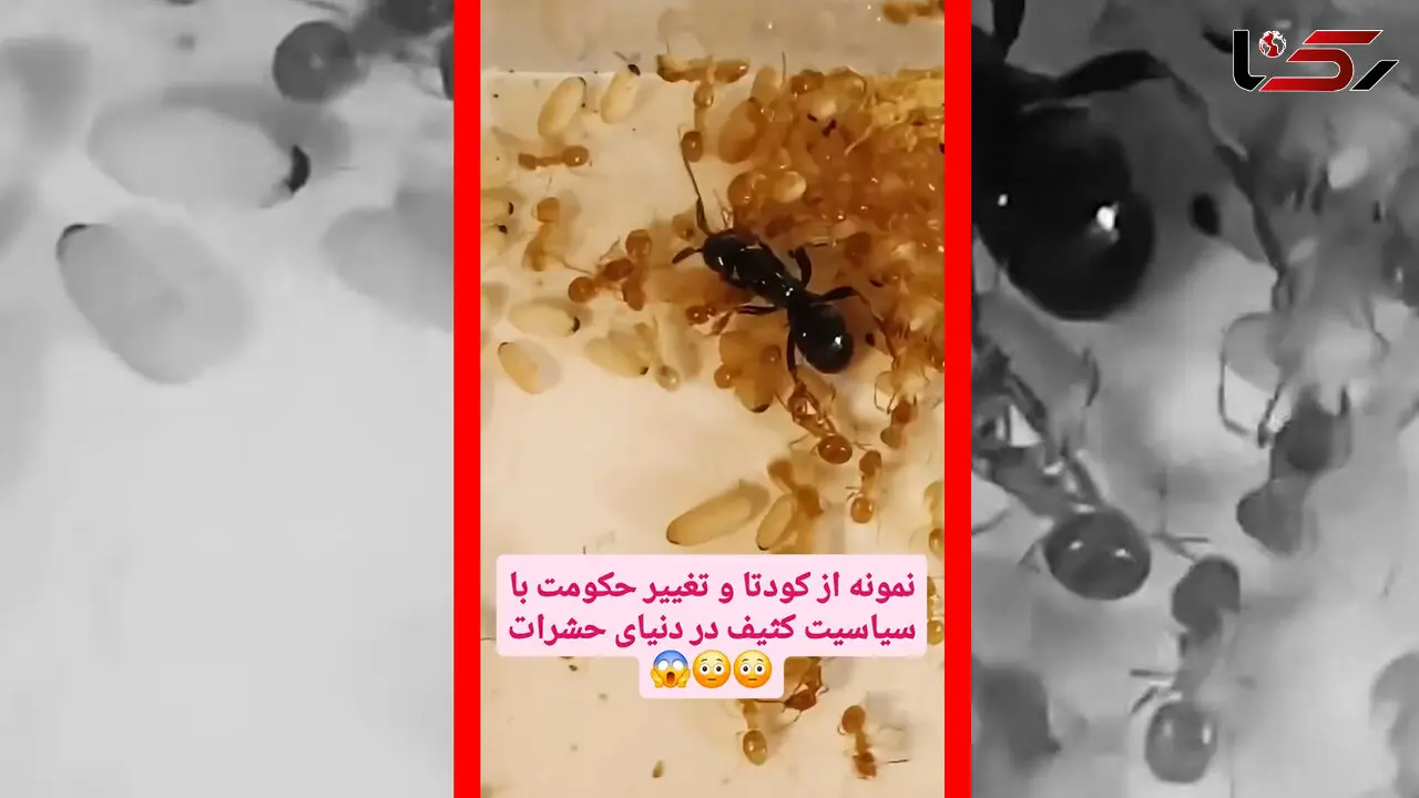 فیلم کودتای مخملی در دنیای مورچه ها