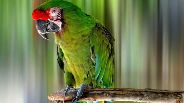 طوطی باهوش خبرساز شد +فیلم و عکس