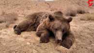  اولین فیلم از صحنه کشده شدن خرس قهوه ای در تصادف جاده شاهرود 