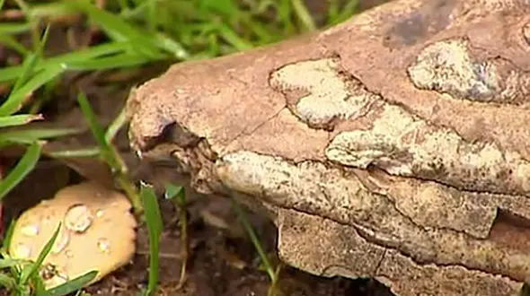 کنجکاوی سگ باعث کشف دندان تاریخی شد + عکس 