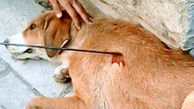 حکم 74 ضربه شلاق در انظار عمومی برای 2 حیوان آزار گیلانی