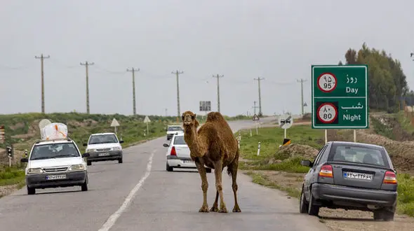 پژو به شتر کوبید شتر زنده ماند و 2 مرد مردند/ در ایرانشهر رخ داد 