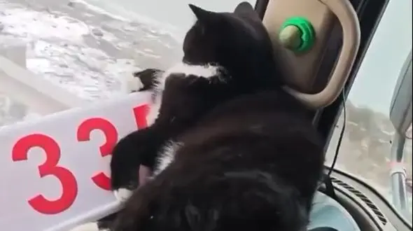 وقتی گربه تبدیل به مسافر کامیون می‌شود + فیلم