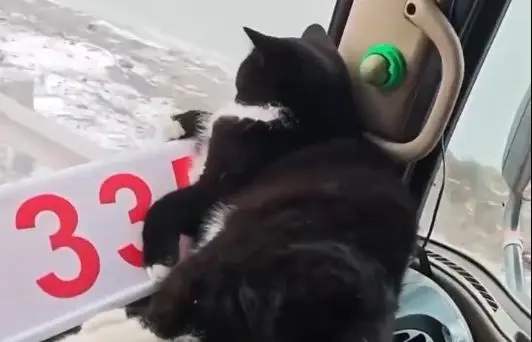 وقتی گربه تبدیل به مسافر کامیون می‌شود