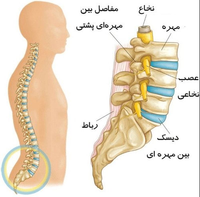 ستون فقرات دکتر شمسا