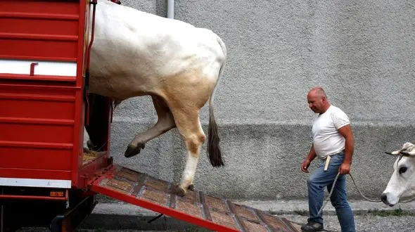 رژه گاوهای ایتالیایی در جشنواره سن راکو + عکس