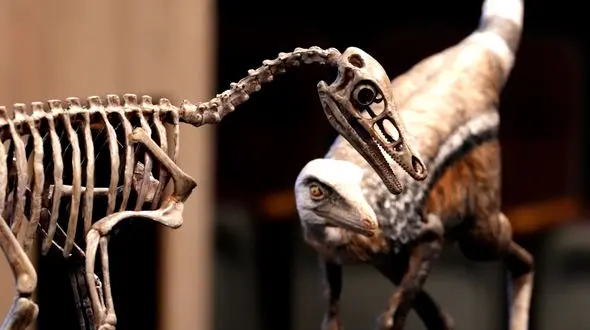 فیلم دایناسور ۷۰۰ گرمی با فسیل تقریبا سالم