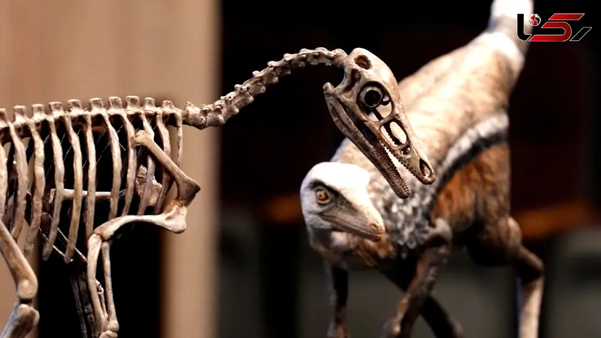 فیلم دایناسور ۷۰۰ گرمی با فسیل تقریبا سالم
