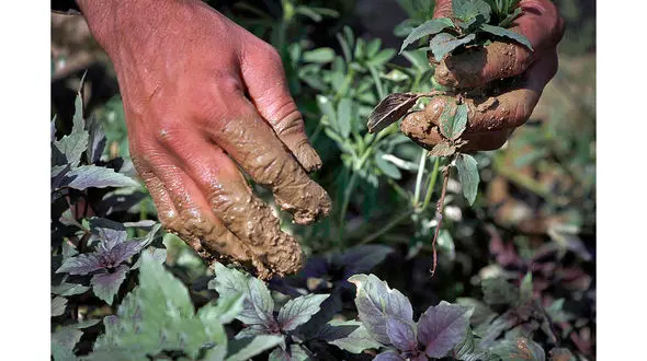 هشدار در مورد مصرف سبزیجات جنوب تهران/ دردسر آبیاری  سبزیجات با آب فاضلاب 
