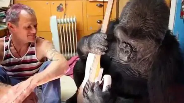 این گوریل چند ساعته گیتار زن حرفه ای شد+عکس