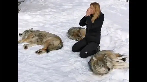 ببینید / دوستی عجیب و غریب یک زن با گرگ‌ های وحشی + فیلم