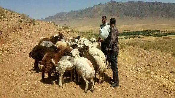 دستگیری سارق احشام در رامهرمز