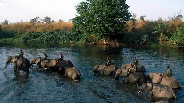 چرا نباید از پارک ملی گارامبا کشور کنگو دیدن کرد؟