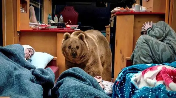 سیروس مقدم درباره خرس سریال پایتخت: با احترام زیادبه خرس عسل و ماهی دادیم  دو تا سه ساعت داخل کمپر بود و بعد هم آنجا خوابید ! / نخواستیم ضربه روحی به خرس وارد شود ! + فیلم