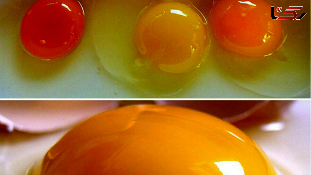 استفاده از تخم مرغ در محصولات چرمی و طلاکاری شده