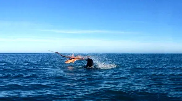 جنگ جالب و دیدنی هشت پا با خوک آبی! +فیلم و عکس 