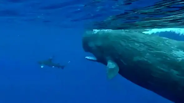 معجزه در اعماق اقیانوس / نهنگ‌ های غول‌ پیکر غواص را از چنگال کوسه نجات دادند