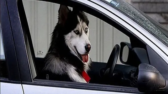 زنگ خطر تبعات سگ گردانی خیلی وقت است به صدا درآمده/ مسئولان شهری و فرهنگی، کجای سامان دادن به این وضعیت هستند؟