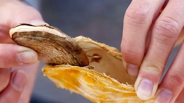 خواص هسته انبه / تاثیر هسته انبه روی باروری مردها