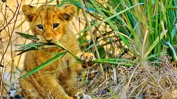 بچه شیر طرد شده علف‌خوار شد!