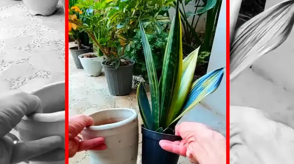 فیلم ترفند کاشت گیاه در گلدان های بلند