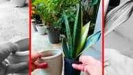 فیلم ترفند کاشت گیاه در گلدان های بلند