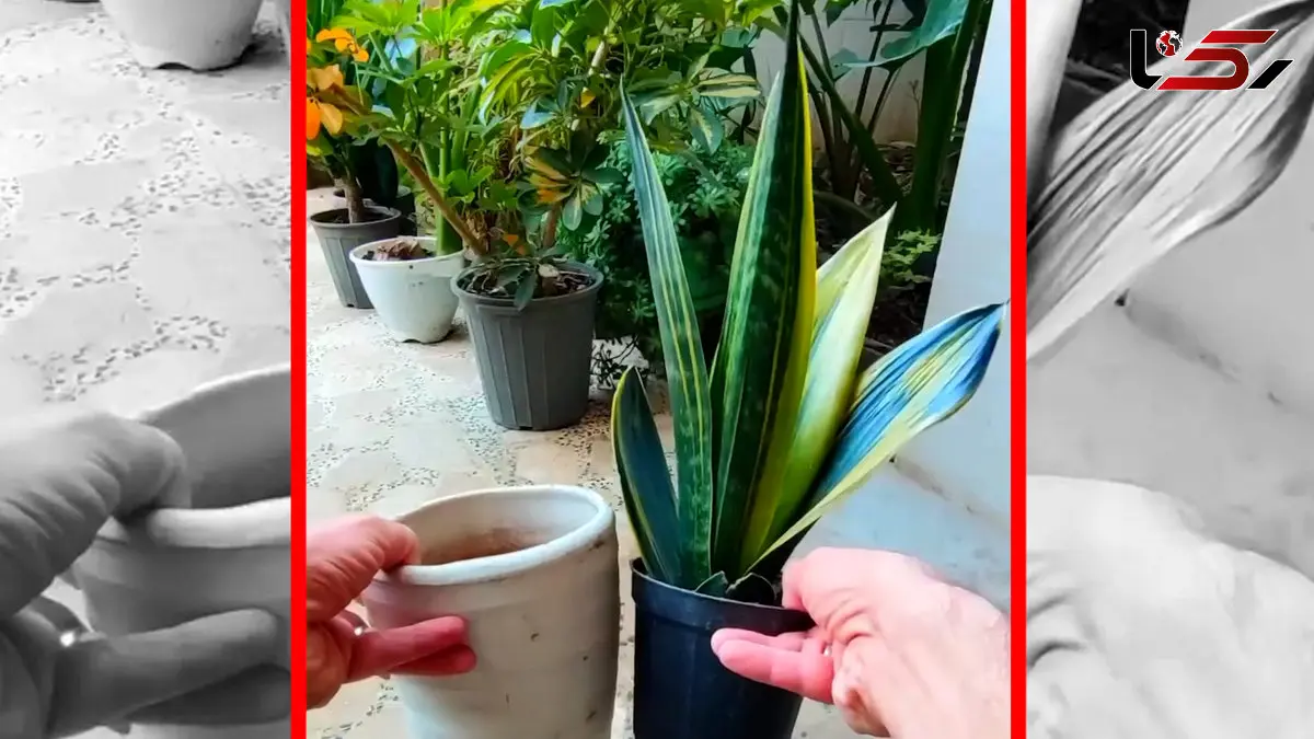 فیلم ترفند کاشت گیاه در گلدان های بلند