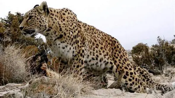 پلنگ وحشی دو مرد را در خواف درید