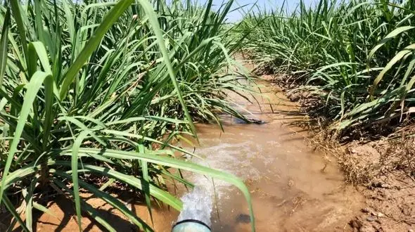 کاهش ۱۵ درصدی مصرف آب در مزارع نیشکر محقق شد /دکتر ناصری: مدیریت علمی آب، کلید افزایش بهره‌وری صنعت نیشکر است