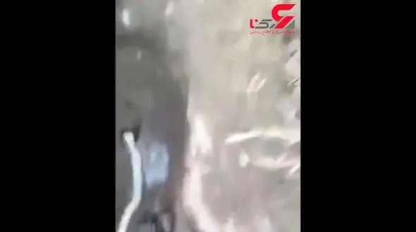 لاشه مار در لوله آب آشامیدنی کرمانشاه+فیلم