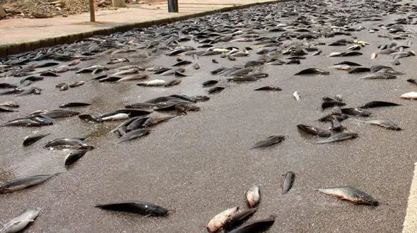 فیلم / باران ماهی در بابل / تعجب نکنید !