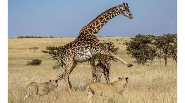 
حمله گله شیر گرسنه به بچه زرافه+عکس
