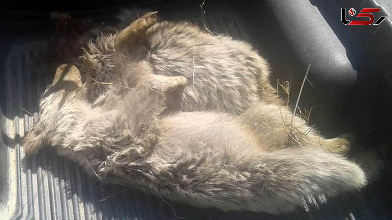 مرگ 2 توله خرس در پارک ملی دنا/ آن ها با اسلحه ساچمه زنی تلف شدند+عکس