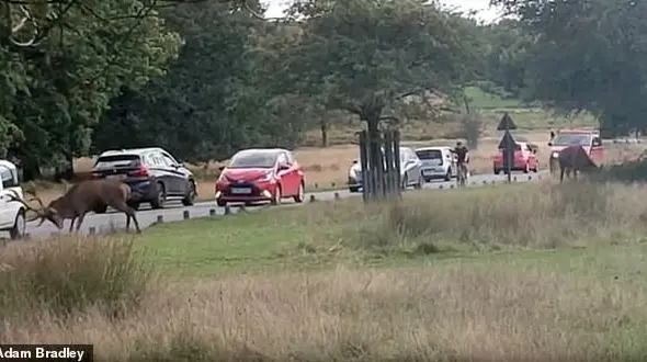 حمله گوزن نر به بازدید کنندگان پارک ریچموند