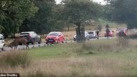 حمله گوزن نر به بازدید کنندگان پارک ریچموند