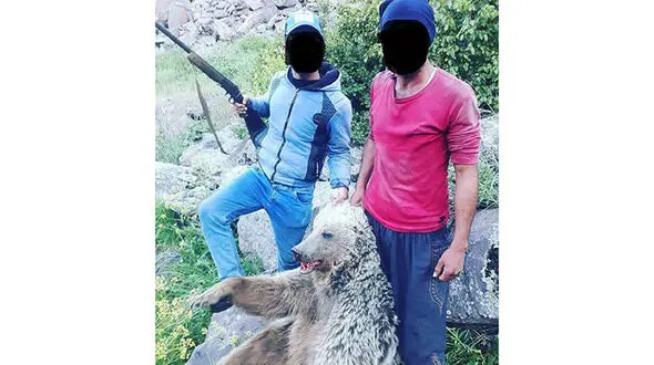 تصویری دردناک از کشتار وحشیانه خرس آذربایجان غربی / عوامل بازداشت هستند