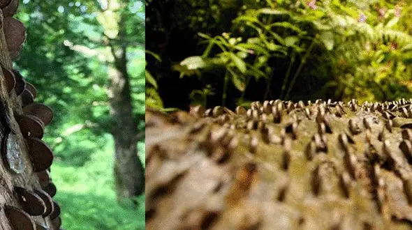 درخت جادویی که سکه می دهد +عکس و فیلم