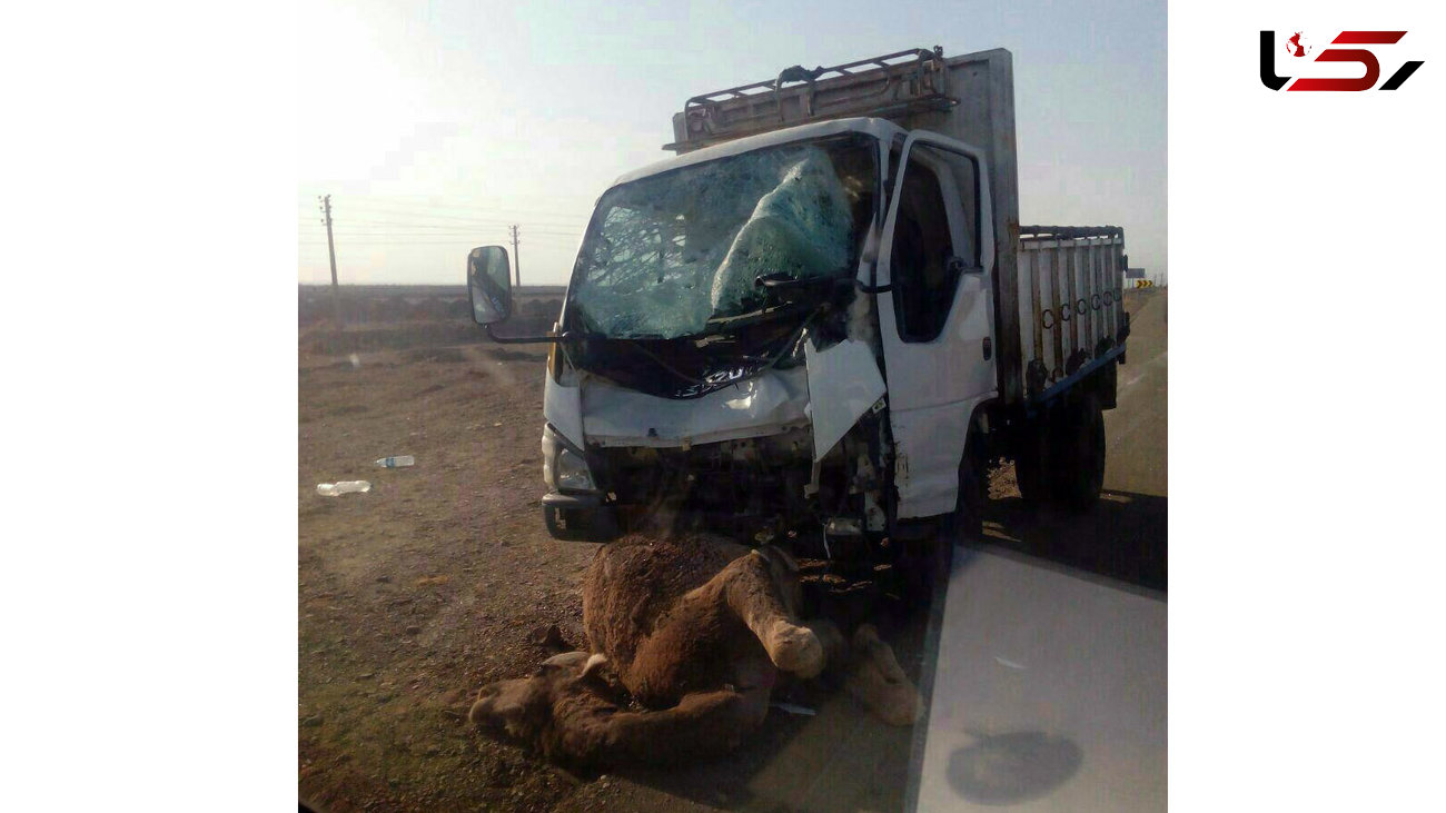 تصادف شدید کامیون با شتر در جاده زاهدان+تصاویر